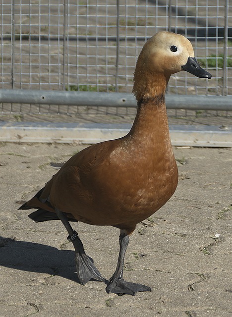 迫使对手犯