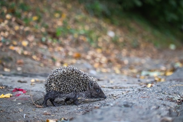 隨著哨聲響 隨著哨聲響
